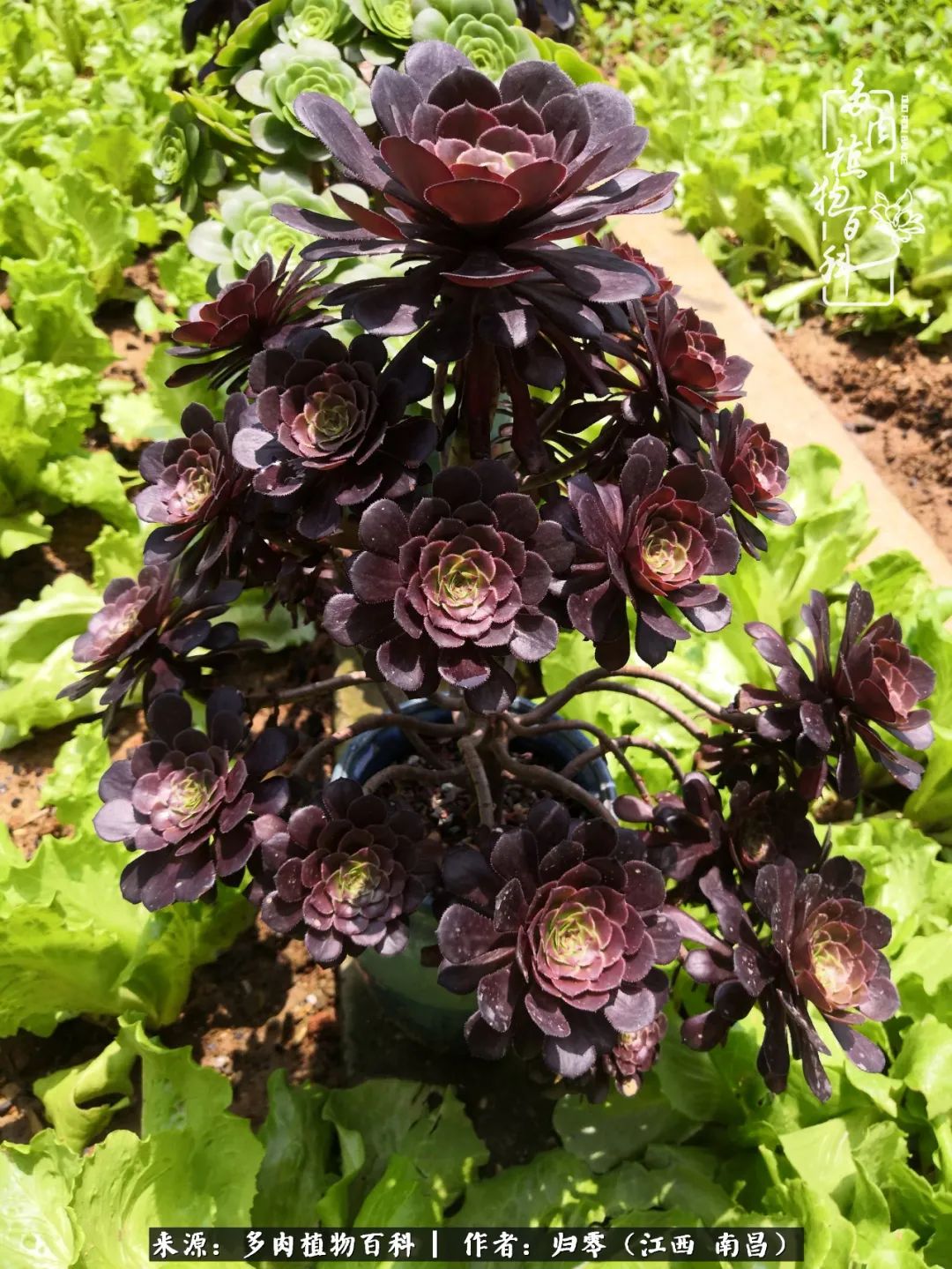 人生转个弯，在小院遇见落入凡间的多肉小精灵