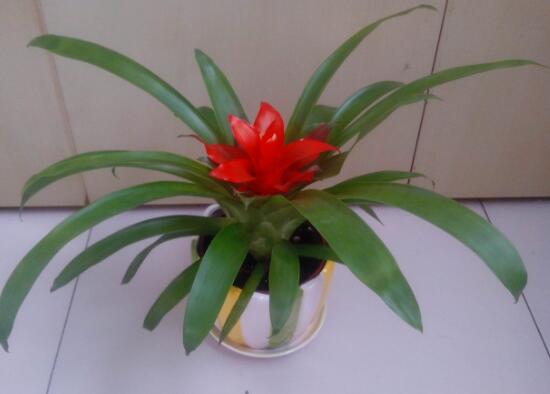 鸿运当头怎么种植才能高产,鸿运当头种子怎么种