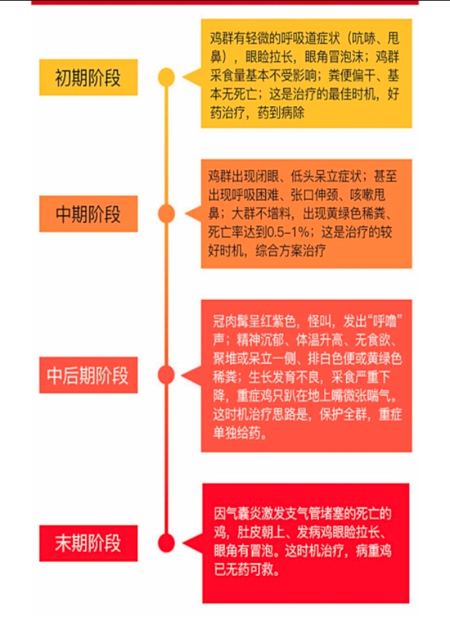 鸡呼吸道气囊炎症状,鸡气囊炎的症状及特效药