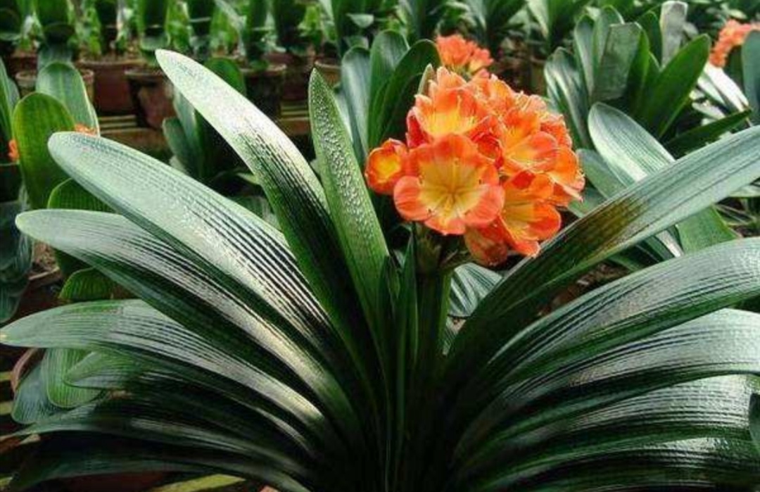 君子兰适合的光照,君子兰喜光照吗