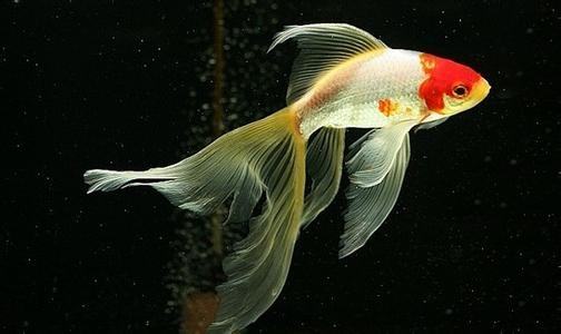 哪个品种的金鱼最漂亮最好看,传统金鱼国粹金鱼