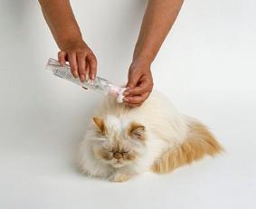 新手养猫怎么看猫咪是否要驱虫了,养猫知识猫咪驱虫注意事项