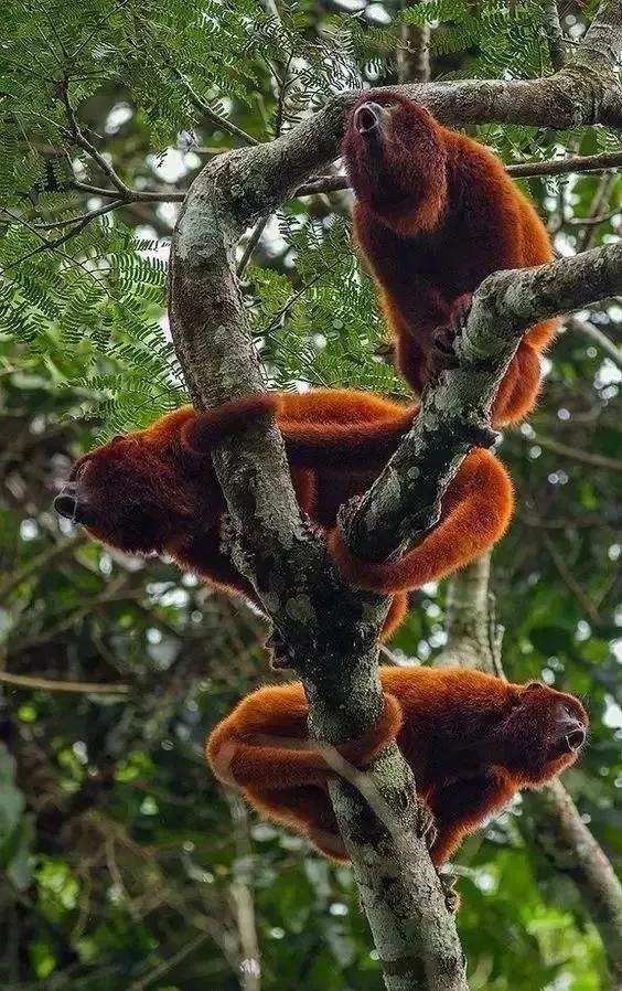 看看猴子,老猴子孙悟空72变