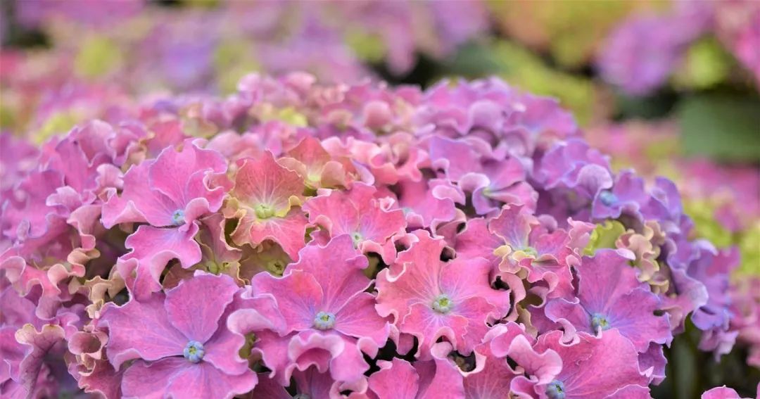 十大顶级绣球品种,最好养的绣球品种