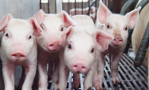 仔猪黄白痢的原因和治疗方案视频,如何预防仔猪黄白痢简单有效