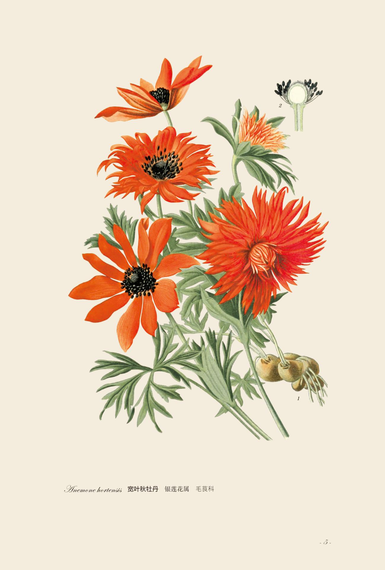 园艺花卉图谱这本书怎么样,中国花卉园艺