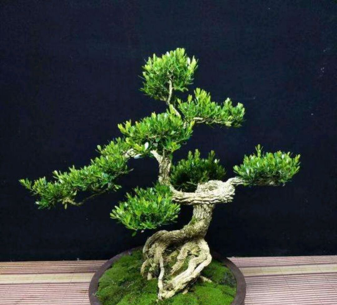 黄杨盆景怎样养护,黄杨树桩盆景制作与养护