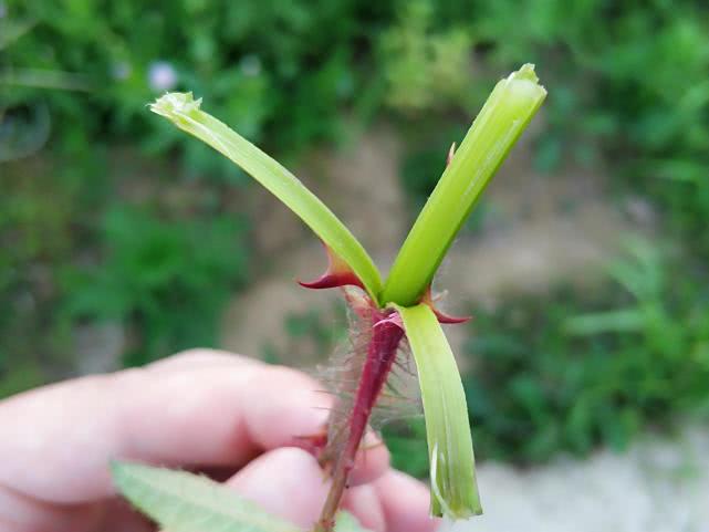 这树满身是刺，剥了皮却能当甘蔗吃，资深农民才吃过，遇到别错过