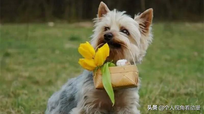 火影忍者卡卡西忍犬的照片,火影忍者中的八忍犬原型品种介绍