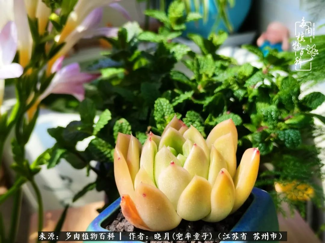 六年时间环游22个国家，却被多肉小萌物征服