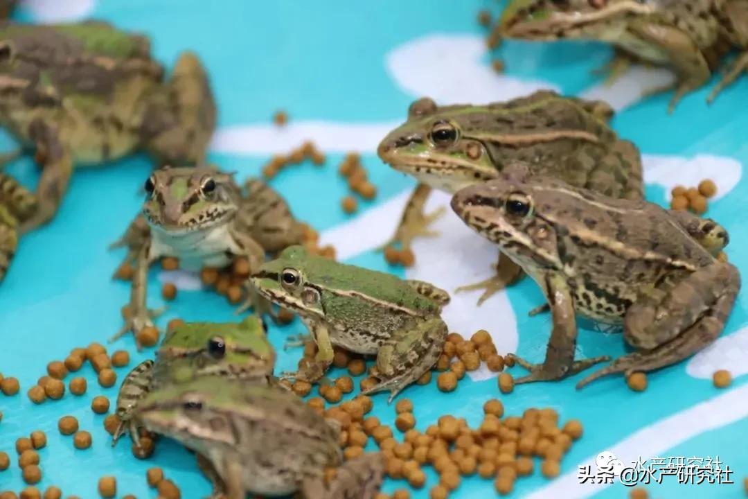 蛙病虫害是什么,石蛙常见病害的防治方法