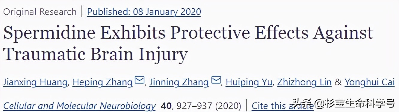 亚精胺对抗衰老的机制,亚精胺提升认知功能