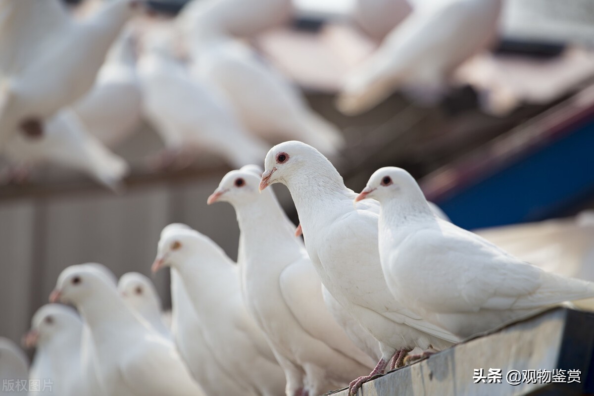 鸽子的种类都有哪些,鸽子的种类有哪些