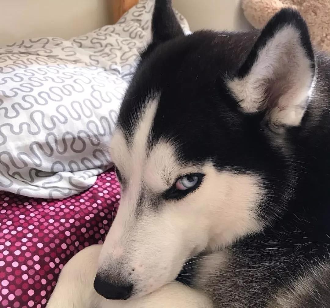 哈士奇无处安放的灵魂,哈士奇只想做个安静的美男子