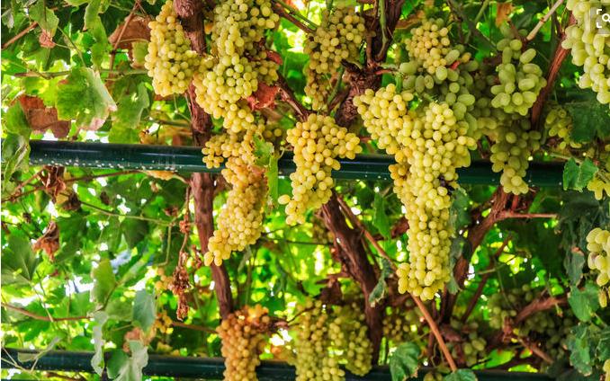 真正的黑色葡萄干,正宗的新葡萄干