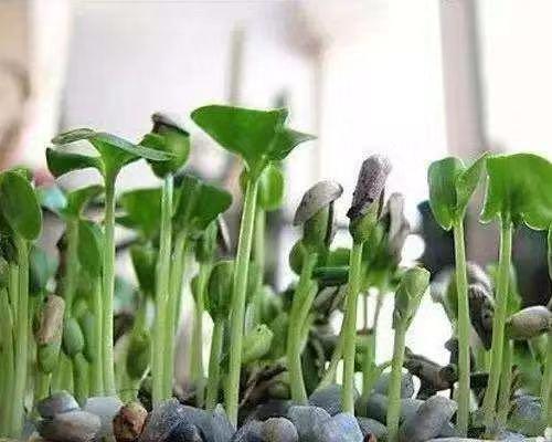 石榴籽盆栽生长过程,石榴籽种盆栽的时间选择