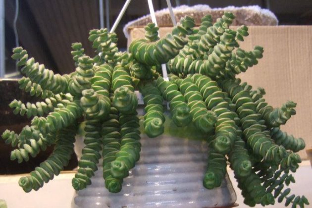 钱串子怎么变白,钱串子越养越干瘪