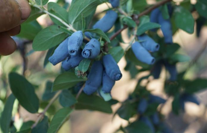 农村野果被称“饮料之王”，制成的饮料宇航员才喝过，一斤卖40元