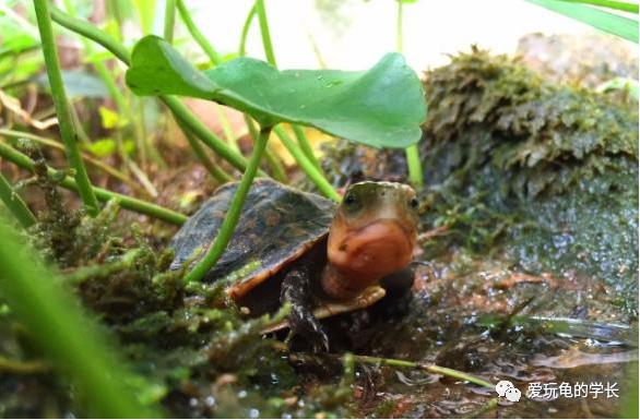 黄缘龟该如何造景,黄缘龟造景用河沙