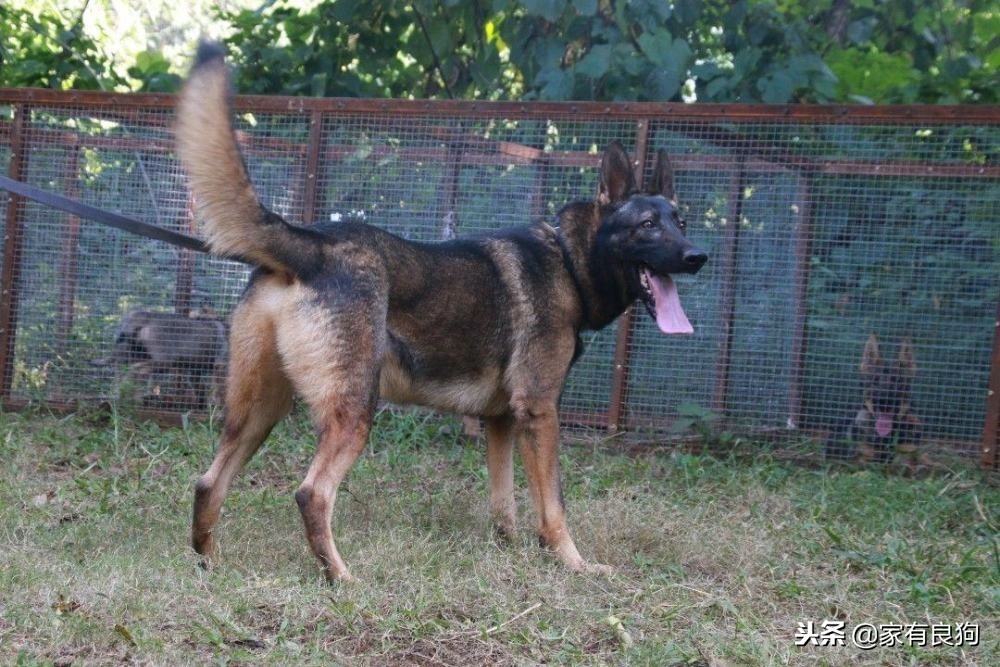 什么品种的昆明犬最好,中华田园犬的骄傲昆明犬