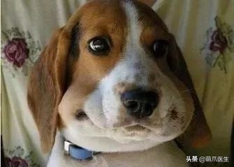 猫被蜜蜂蜇了涂什么好,猫咪被蜜蜂蜇了怎么办