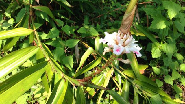 去海南岛旅游都带什么,海南岛旅游必买的东西