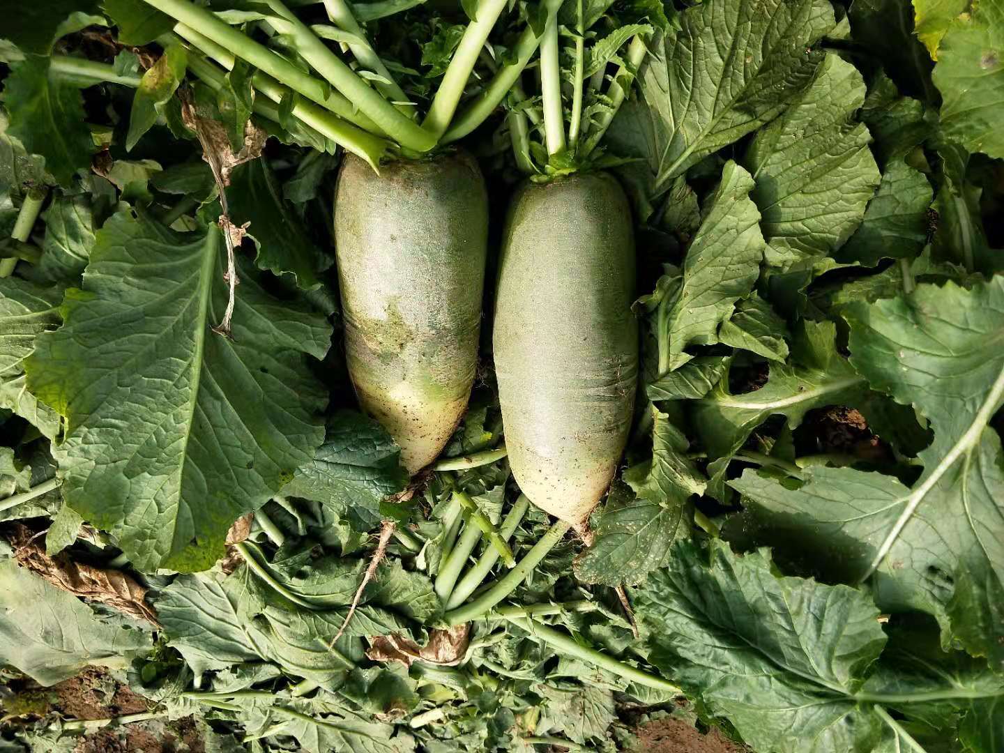 萝卜产量高么,萝卜如何种植产量才会高