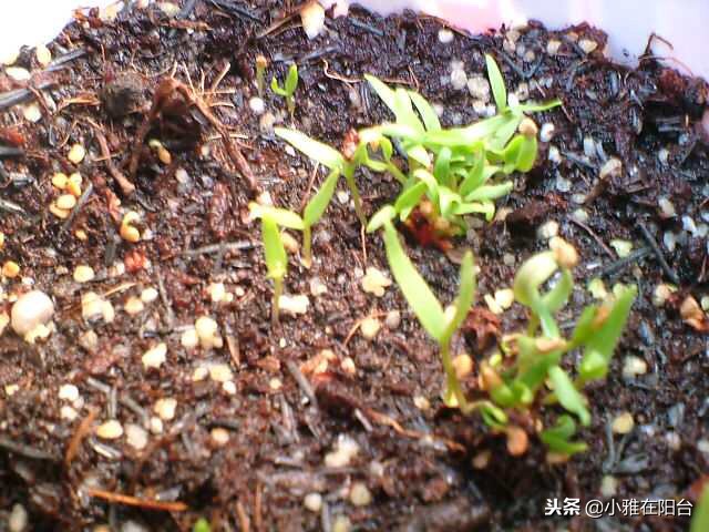 好养能结果的小盆栽,适合从种子开始养的盆栽