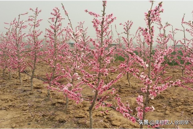 主干形桃树夏季桃树怎么修剪,桃树y形修剪管理技术