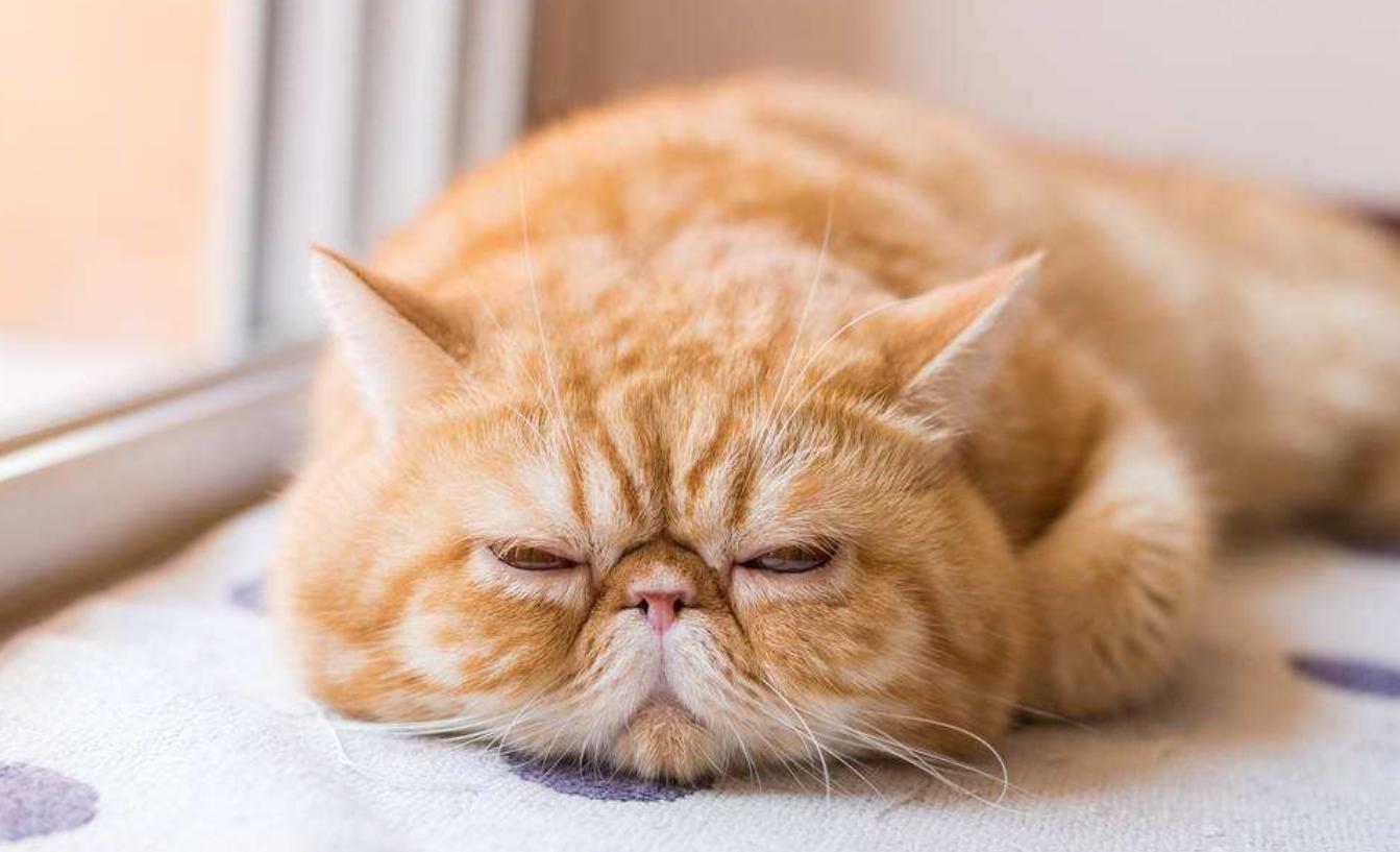 养加菲猫性格不好,养加菲是一种什么体验