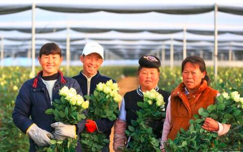 花从斗南来：每朵鲜花背后的故事