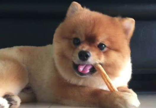 博美怀孕了有什么征兆,博美狗怀孕是什么症状