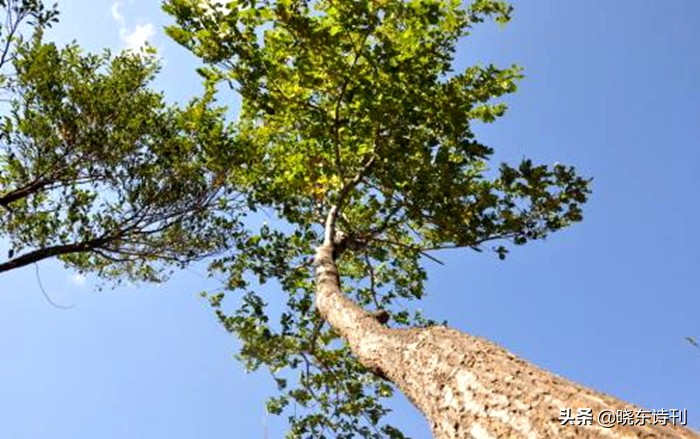 「黎明拾穗」43期诗词41首,首页篇篇造网红,风流戏子逞英雄