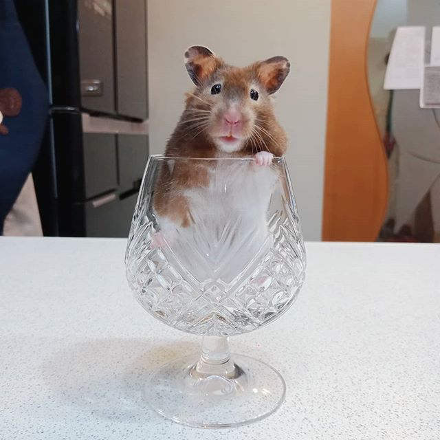 仓鼠幼鼠需要吃什么粮食,仓鼠颊囊炎期间怎么喂食