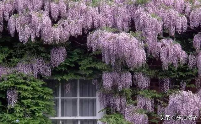 日本紫藤花和中国的樱花,日本樱花紫藤花