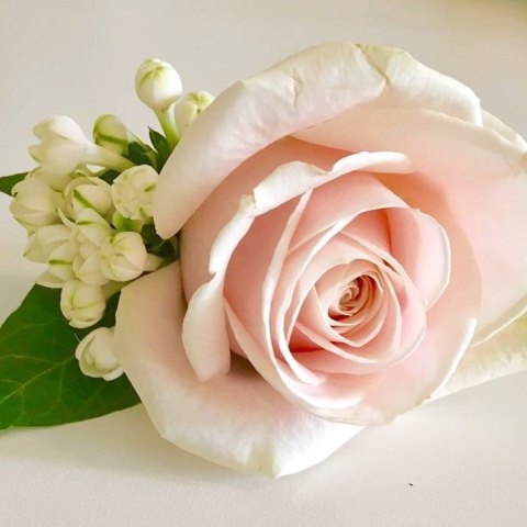 切花火焰月季,适合新手的切花月季