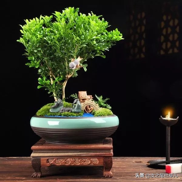 米兰花怎么养开花好看,米兰花怎样养护才开花多