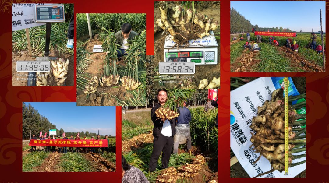 种姜怎么种产量更高,春耕进行时农村种姜