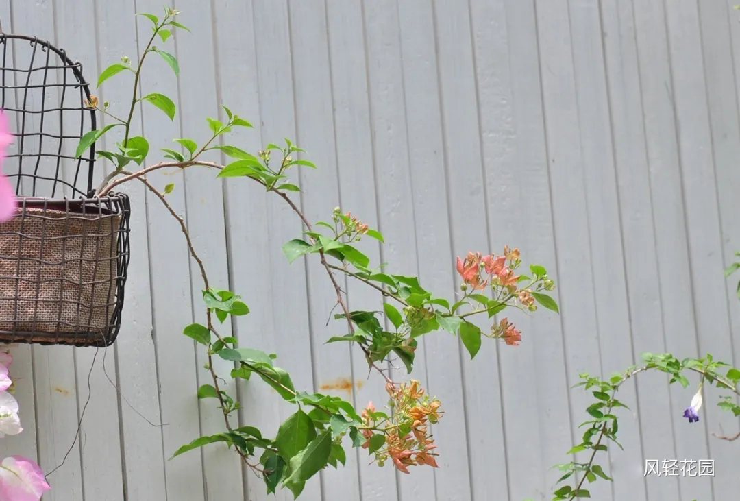 三角梅牵引爬墙修剪,三角梅垂枝牵引