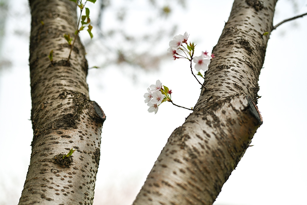 尼康新发售z50mmf1.2s镜头,尼康超大镜头