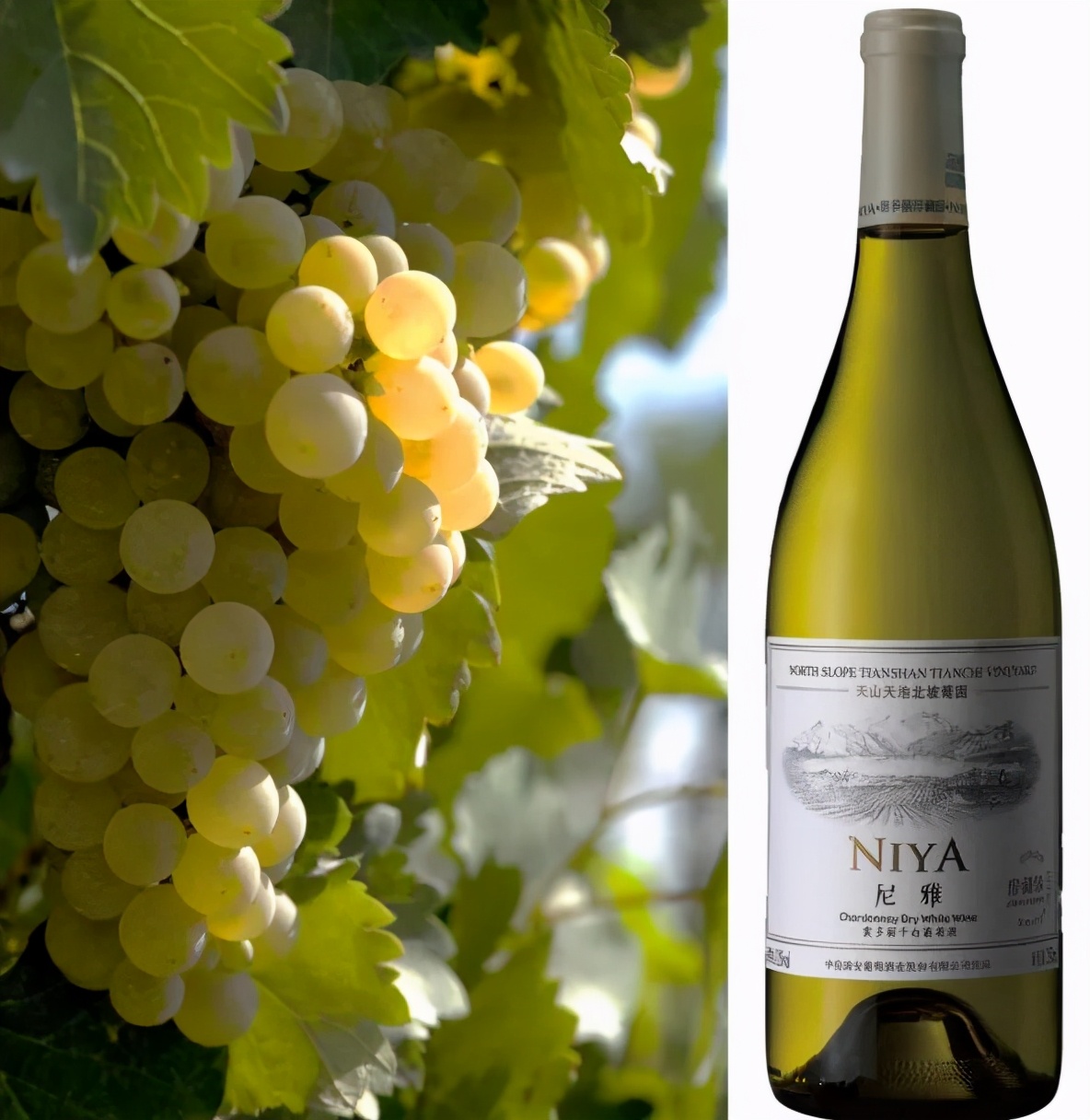 彰显非凡品质尼雅再获世界霞多丽赛事大奖