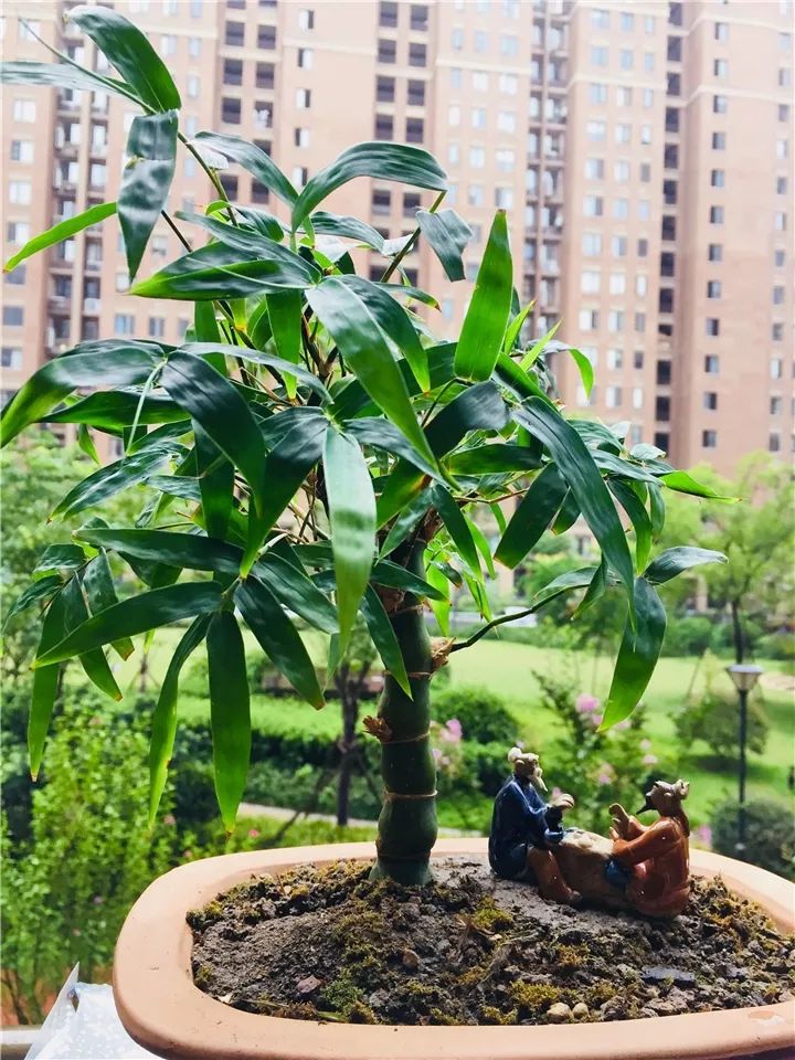 什么花放在家里最好看最实用,放家里风水好又好养的花有哪些