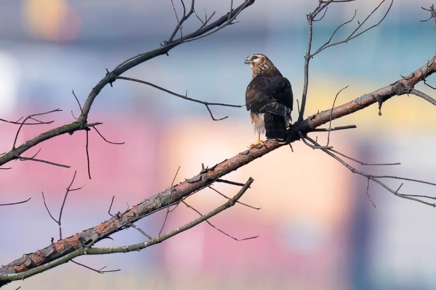 索尼alpha6000使用方法,索尼alpha6000使用技巧