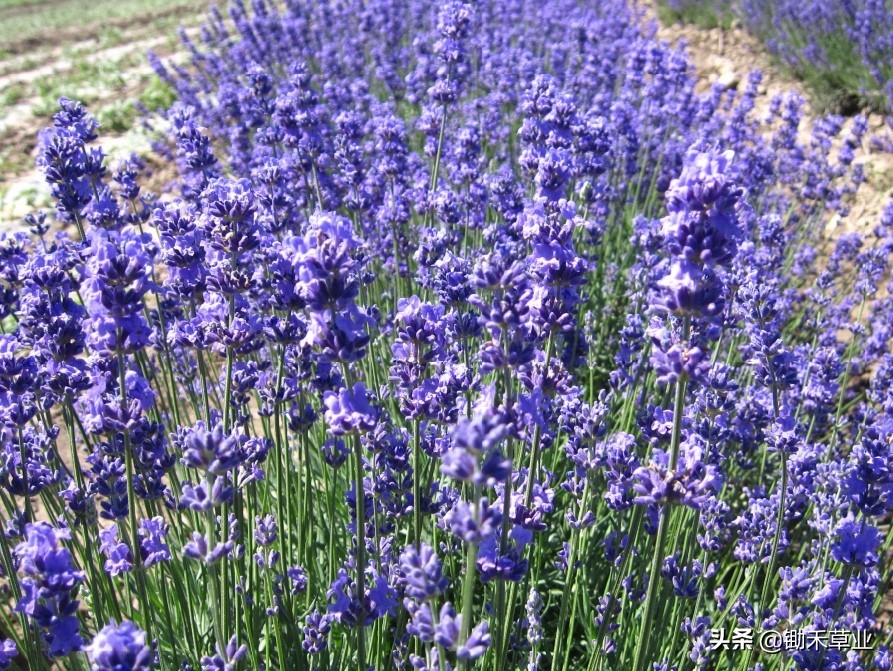 抹不去的记忆-狭叶薰衣草