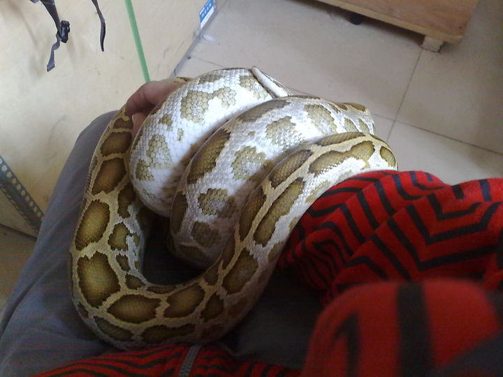 40斤大蟒蛇潜入村民养殖场,60斤巨蟒可以吞下人吗