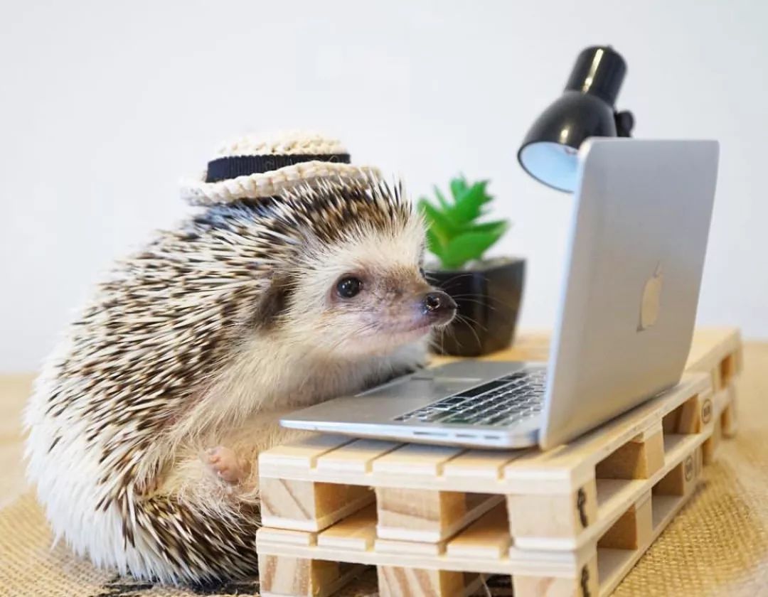 养一只戏精宠物是什么体验,养了一只小狐狸是什么体验