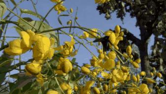 tipscope便携式手机显微镜,送给孩子的科学玩具