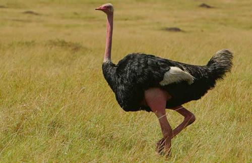 20条奇葩冷知识大全视频,10个你不知道的奇葩冷知识