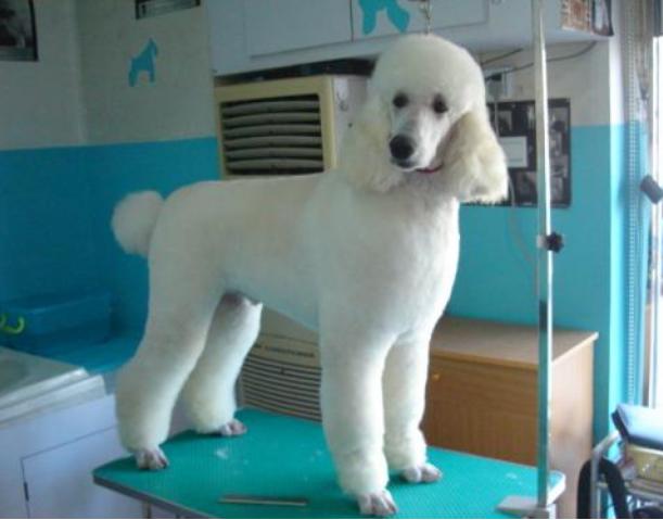 贵宾犬碰到巨型贵宾犬,为什么有巨型贵宾犬