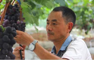 高职生“学农从农”意愿增强，看他们如何带领家乡走向致富